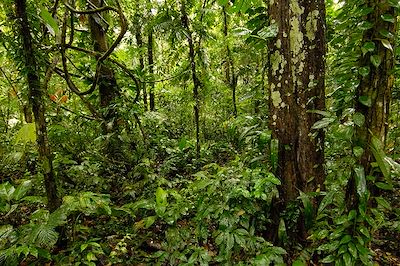 Forêt amazonienne en Equateur