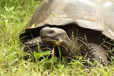 Archipel des Galápagos - Equateur