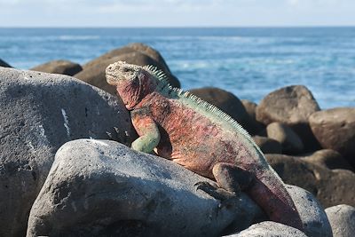 Iguane marin se prélassant au soleil - Îles Galapagos - Équateur