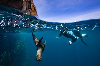 Snorkeling avec lion de mer dans les îles Galapagos - Equateur