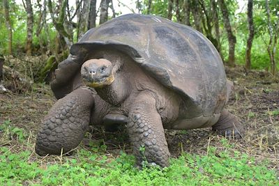 Tortues géantes sur les îles Galapagos - Equateur