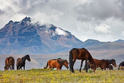 Chevaux dans la vallée de Cotopaxi - Equateur