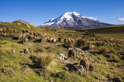 Volcan Chimborazo - Équateur