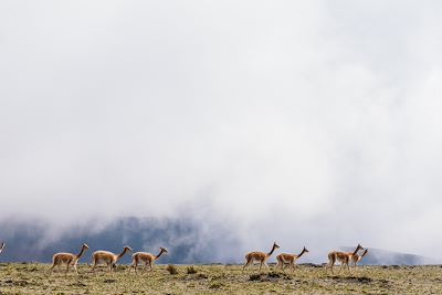 Vigognes dans les montagnes en Equateur 