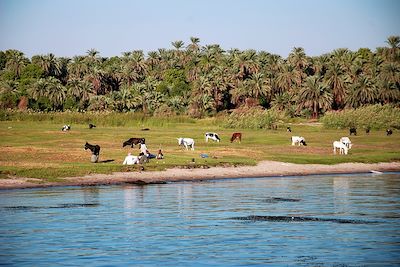 Berges du Nil - Kom Ombo - Egypte