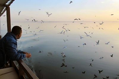 Observation des nombreux oiseaux migrateurs présents sur le Lac Nasser - Egypte