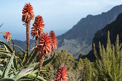 Aloès arborescent - Gomera - Iles Canaries - Espagne