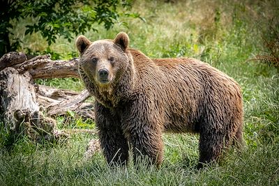 Ours - Somiedo - Asturies - Espagne