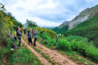 Observation des ours - Asturies - Espagne