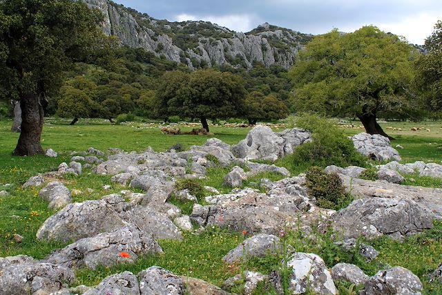 Voyage De Séville aux villages blancs de Grazalema