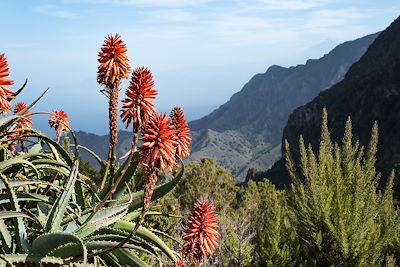 Aloès arborescent - Gomera - Iles Canaries - Espagne