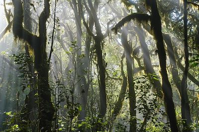 Parc National de Garajonay - La Gomera - Iles Canaries - Espagne