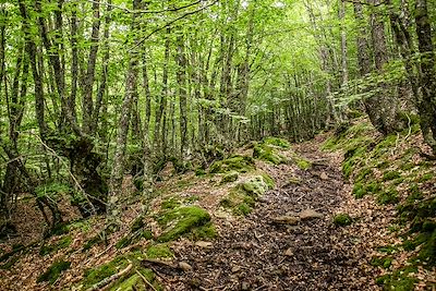 Forêt - Cantabrie - Espagne