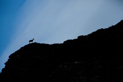 Chamois - Cantabrie - Espagne