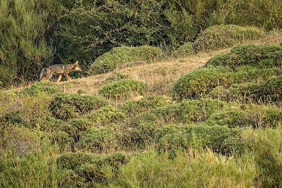 Loup - Cantabrie - Espagne