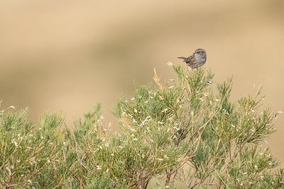 Oiseau - Cantabrie - Espagne