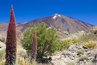 Parc national de Teide - Île des Canaries - Espagne