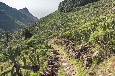 Sur le sentier de randonnée qui part du village d'El Cercado et descend le ravin d'Argaga jusqu'à la vallée Gran Rey - La Gomera - Iles Canaries - Espagne