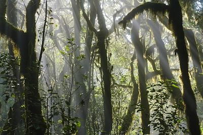 Parc National de Garajonay - La Gomera - Iles Canaries - Espagne