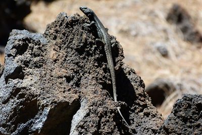 Vers les volcans Garachico et Chinyero entre forêt de pins canariens, volcans et cendres volcaniques - Tenerife - Canaries - Espagne