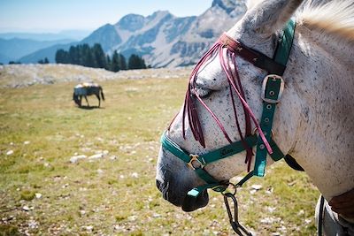 Mule - Cotiella - Pyrénées - Espagne