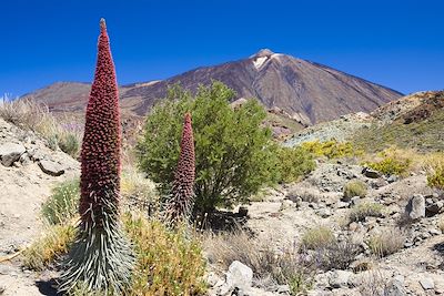 Parc national de Teide - Île des Canaries - Espagne