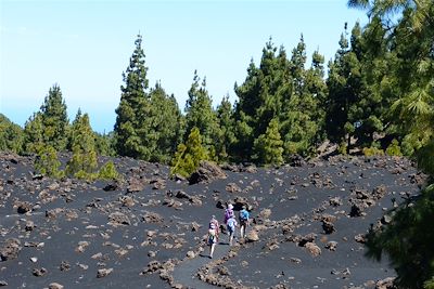 Vers les volcans Garachico et Chinyero entre forêt de pins canariens, volcans et cendres volcaniques - Tenerife - Canaries - Espagne