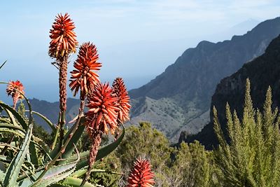 Aloès arborescent - Gomera - Iles Canaries - Espagne