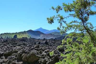 Vers les volcans Garachico et Chinyero entre forêt de pins canariens, volcans et cendres volcaniques - Tenerife - Canaries - Espagne