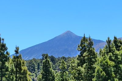 Vers les volcans Garachico et Chinyero entre forêt de pins canariens, volcans et cendres volcaniques - Tenerife - Canaries - Espagne