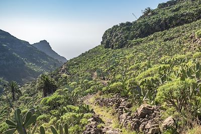 Sur le sentier de randonnée qui part du village d'El Cercado et descend le ravin d'Argaga jusqu'à la vallée Gran Rey - La Gomera - Iles Canaries - Espagne