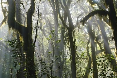 Parc National de Garajonay - La Gomera - Iles Canaries - Espagne