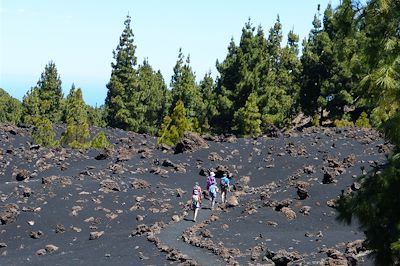 Vers les volcans Garachico et Chinyero entre forêt de pins canariens, volcans et cendres volcaniques - Tenerife - Canaries - Espagne