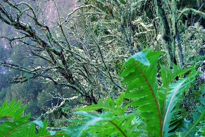 Laurisylva - La Gomera - Canaries - Espagne