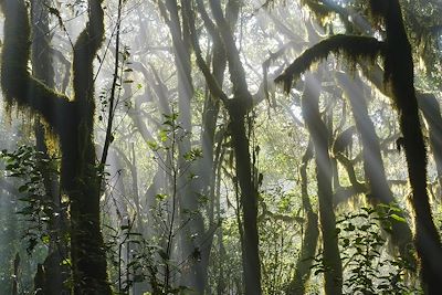 Parc National de Garajonay - La Gomera - Iles Canaries - Espagne