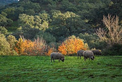 Cochons ibériques - Rivière Alcalaboza - Sierra d'Aracena - Andalousie - Espagne