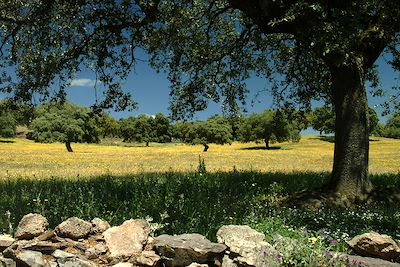 Dehesa Andalouse - Andalousie - Espagne