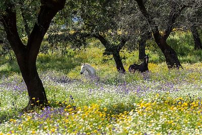 Chevaux - Aracena - Andalousie - Espagne