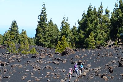 Vers les volcans Garachico et Chinyero entre forêt de pins canariens, volcans et cendres volcaniques - Tenerife - Canaries - Espagne