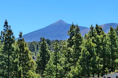 Vers les volcans Garachico et Chinyero entre forêt de pins canariens, volcans et cendres volcaniques - Tenerife - Canaries - Espagne