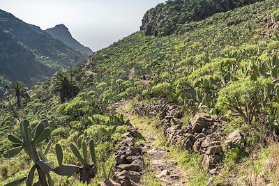 Sur le sentier de randonnée qui part du village d'El Cercado et descend le ravin d'Argaga jusqu'à la vallée Gran Rey - La Gomera - Iles Canaries - Espagne