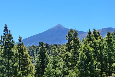 Vers les volcans Garachico et Chinyero entre forêt de pins canariens, volcans et cendres volcaniques - Tenerife - Canaries - Espagne