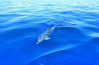 Sortie d'observation des petites baleines globicéphales et autres dauphins - Tenerife - Canaries - Espagne