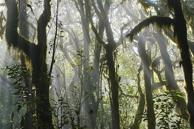 Parc National de Garajonay - La Gomera - Iles Canaries - Espagne