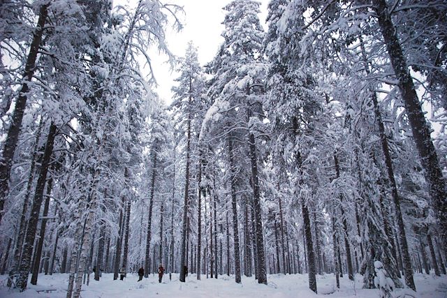 Voyage Traîneau à chiens dans la forêt boréale