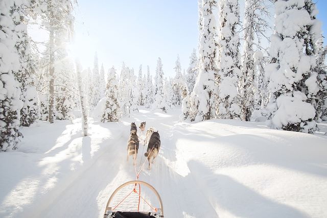 Voyage Traîneau à chiens dans la forêt boréale