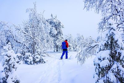 Parc Urho Kaleva Kekkonen - Laponie - Finlande 