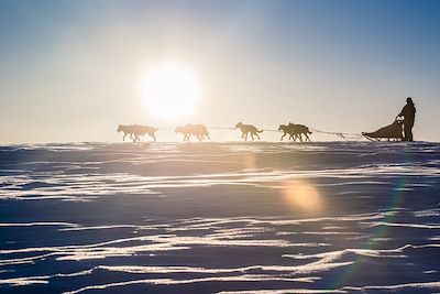 Chiens de traîneau - Finlande