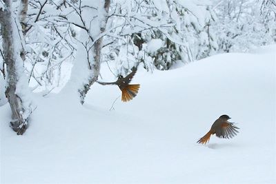 Au coeur de la forêt - Finlande