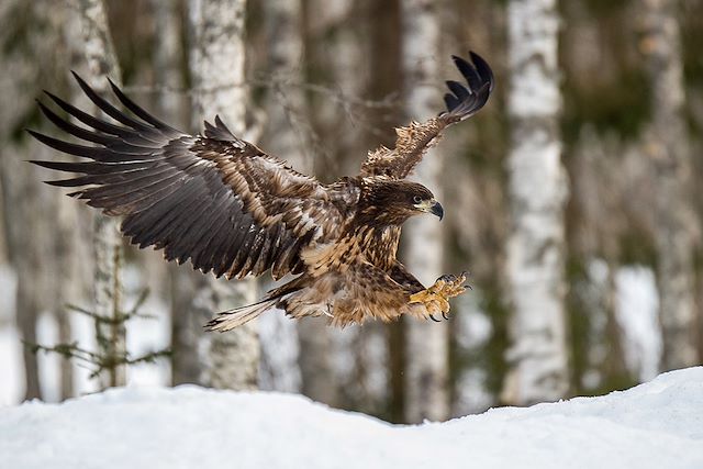 Voyage Observation animalière et photographie en hiver